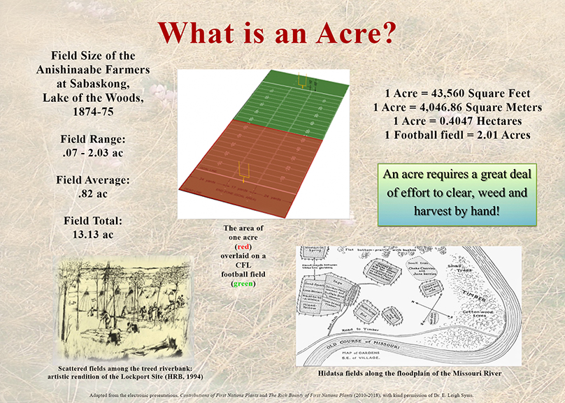 Adapted from the presentation, Contributions of First Nations Plants and The Rich Bounty of First Nations, 2010 – 2018, with kind permission of Dr. E. Leigh Syms. Image of the Hidatsa fields along the floodplain of the Missouri River adapted from Gilbert L. Wilson, Buffalo Bird Woman’s Garden: Agriculture of the Hidatsa Indians. St. Paul, MN Minnesota Historical Press, 1987 (Originally published as Agriculture of the Hidatsa Indians: An Indian Interpretation, University of Minnesota, 1917).