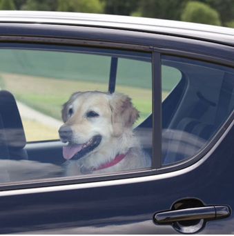 Dog sitting in a vehicle