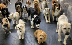 group of dogs at a dog daycare