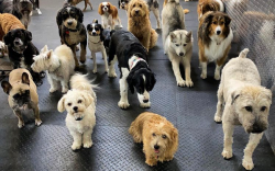 groupe de chiens dans une garderie pour chiens