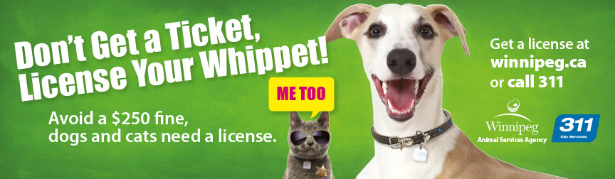 Don't get a ticket, license your whippet!