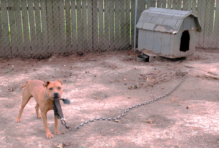 Dog chained in a yard outside with dog house
