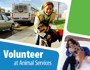 Volunteer with Animal Services