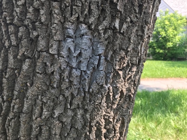 EAB grey dot - marked for injection