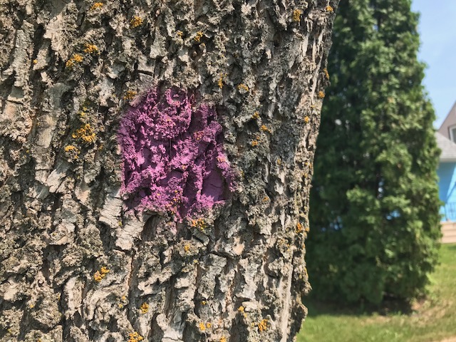 EAB purple dot - marked for removal