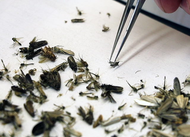 The trapped insects are then counted by hand.