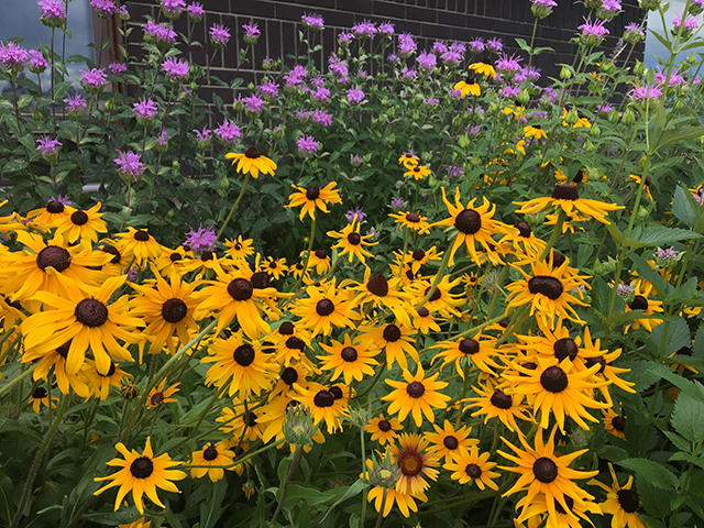 The Living Prairie Museum will be holding several workshops about planting prairie flowers.