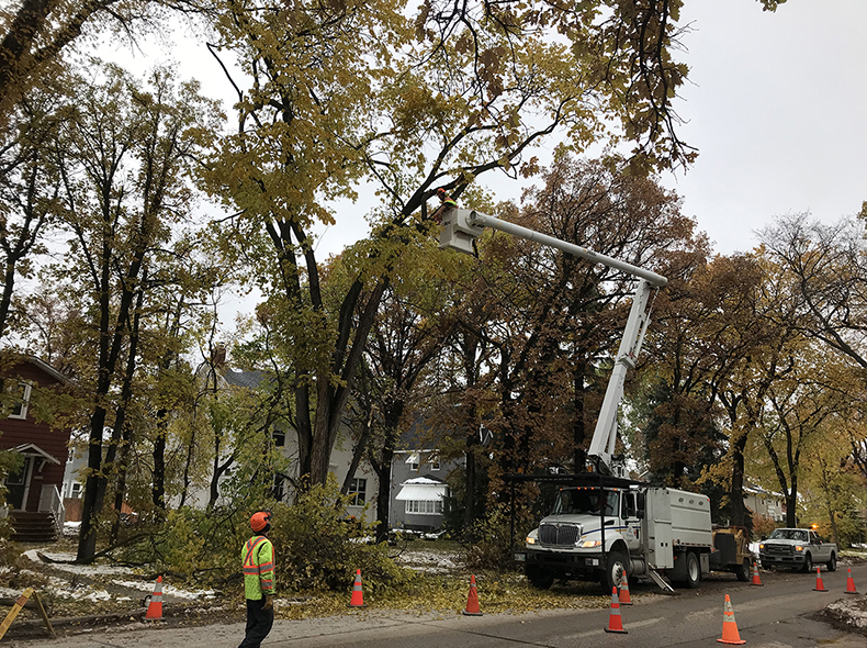 It’s estimated around 30,000 City-owned trees were impacted by the recent snowstorm