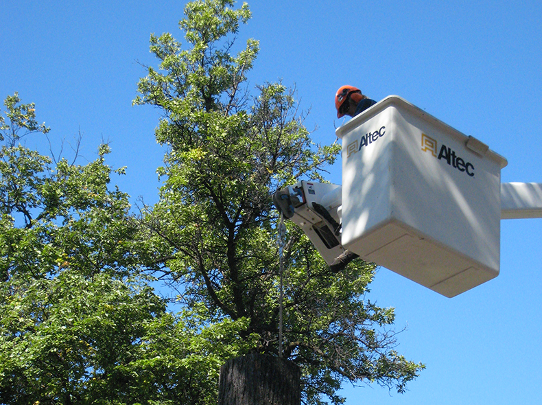 Crews remove a Dutch elm disease infected tree.