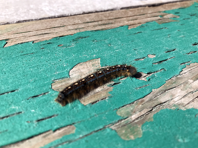 tent caterpillar