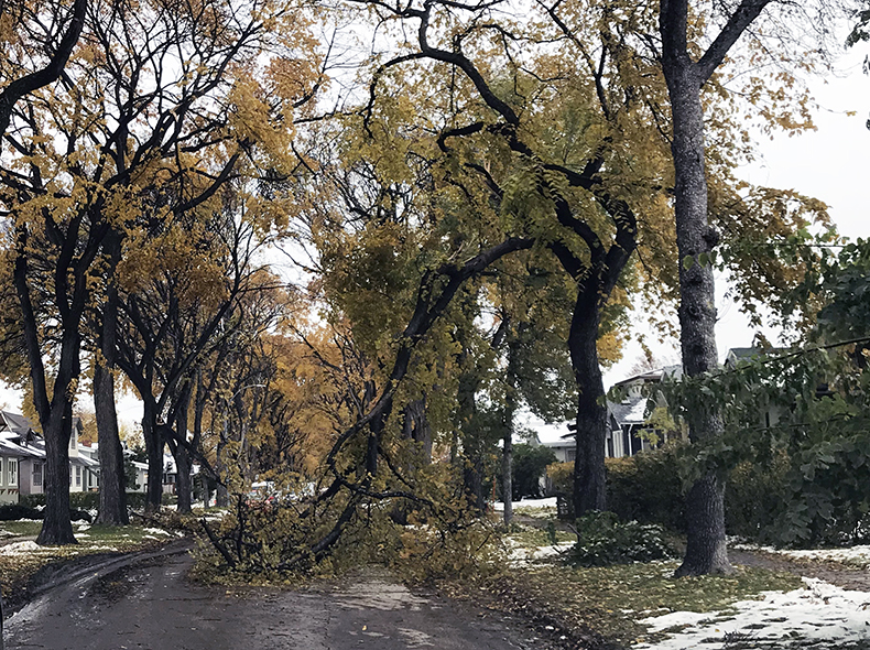 fallen tree on road