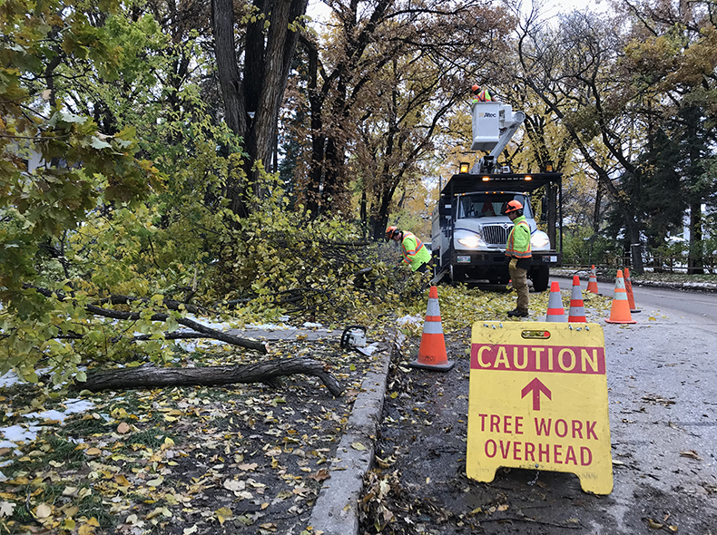Crews worked to clear roughly 30,000 public trees that were damaged.