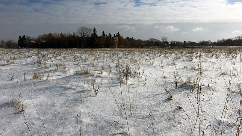 The Living Prairie Museum features a 13 hectare tall grass prairie preserve and nature park.