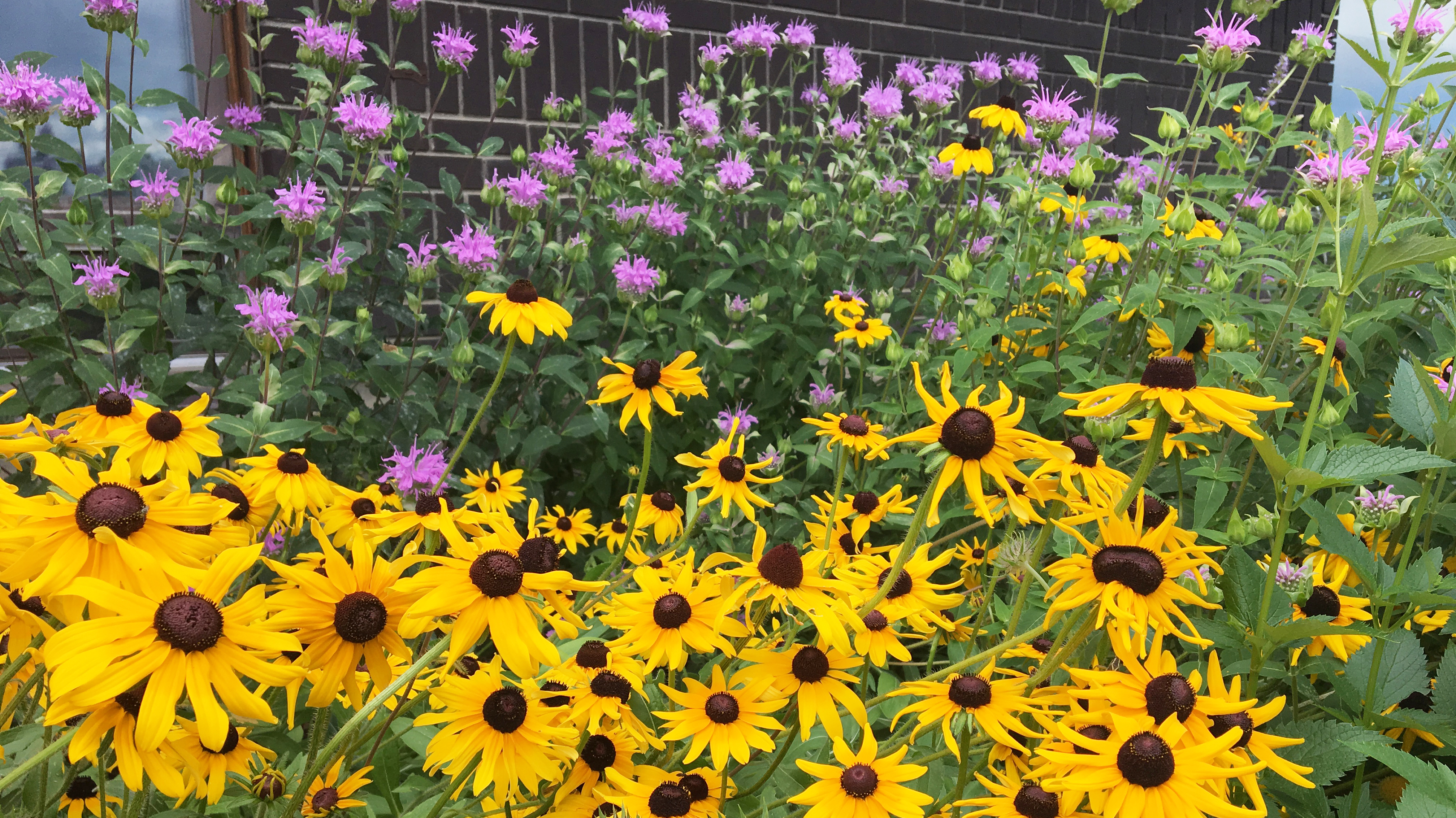 The Living Prairie Museum will be holding several workshops about planting prairie flowers.