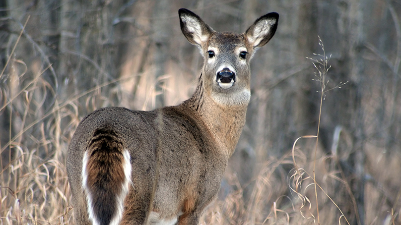 Deer in Winnipeg