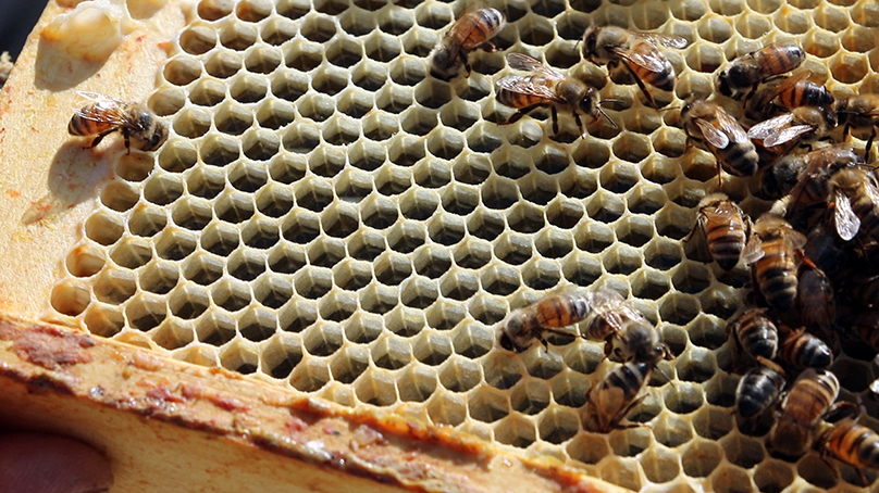 This one urban beehive is capable of producing 100 pounds of honey per year.
