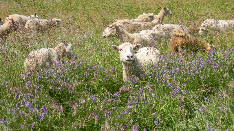 Living Prairie Museum has sheep grazing through July.