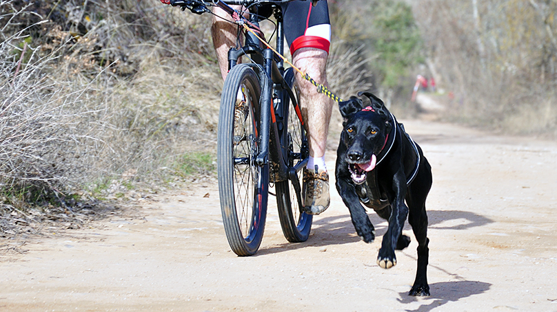 Cycling with your dog in temperatures 22 C or above is also prohibited to prevent heat exhaustion and burnt paw pads.