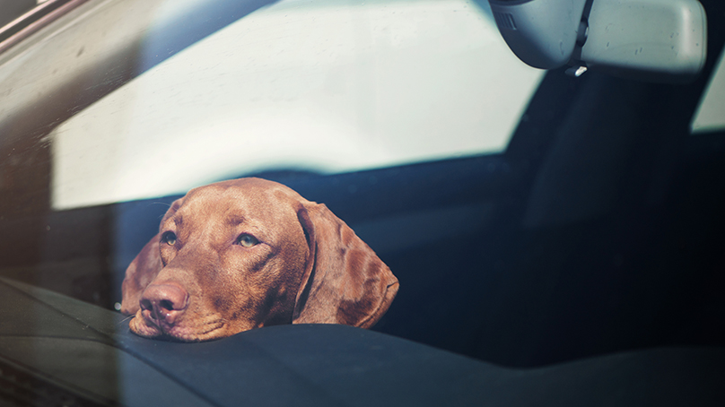 Pets are now prohibited from being left unattended in vehicles when it’s 22 C or warmer or -10 C or colder (this doesn’t apply to running vehicles with working air conditioning or heating systems).