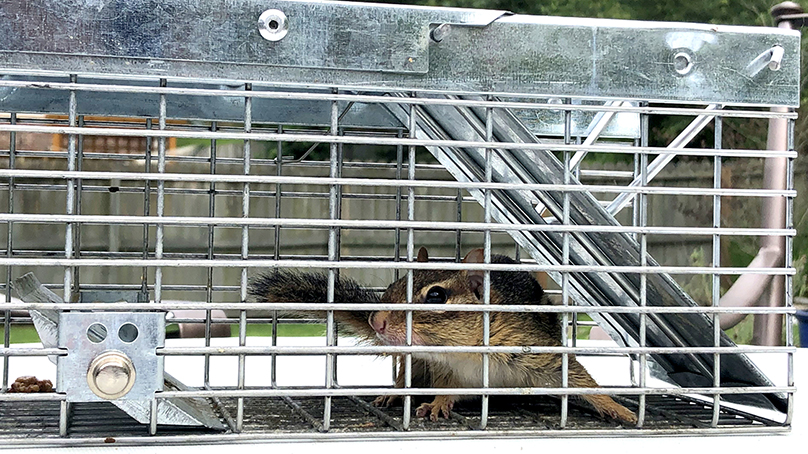 Live release traps are still permitted, but you must check them at least once per day and release or humanely euthanize any entrapped animals.