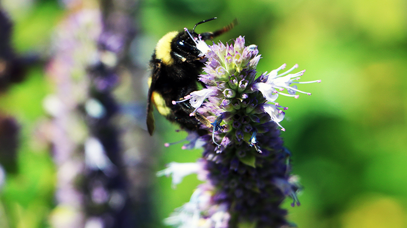 See if you can spot the bees at the Living Prairie Museum.