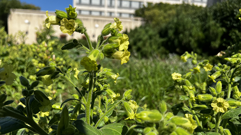 A tobacco plant in the medicine garden planted on the west side of City Hall.