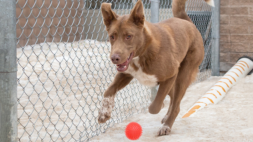 Animal Services Agency - Adoptable dog playing fetch.