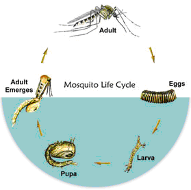 Life Cycle Image