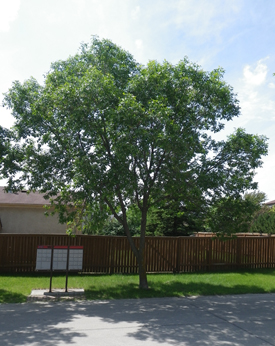 Ash Tree