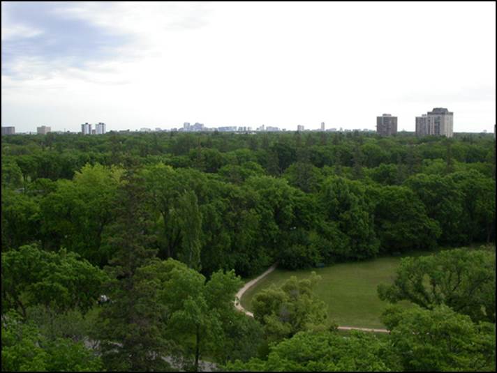 Elm Canopy