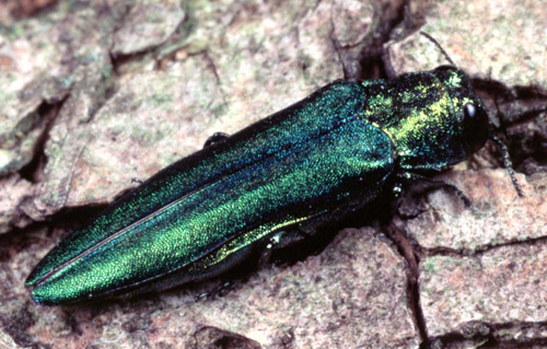 Emerald Ash Borer